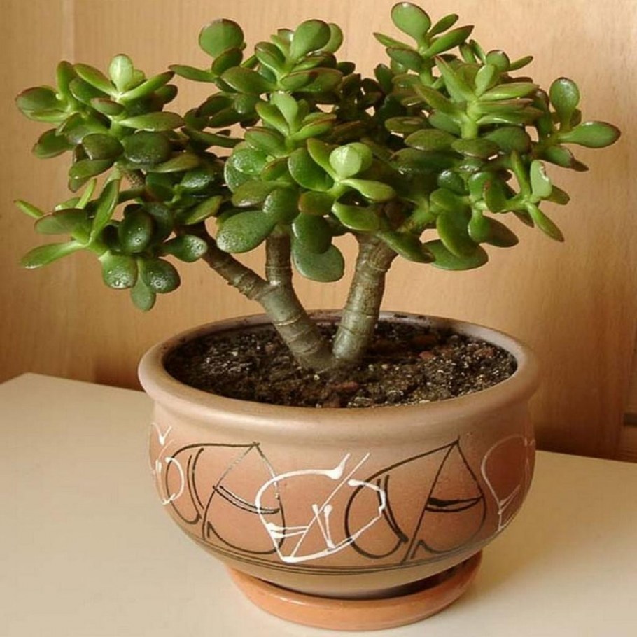 Толстянка в интерьере