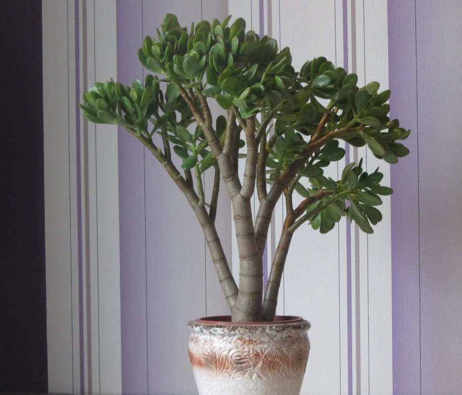 Крассула Овата денежное дерево