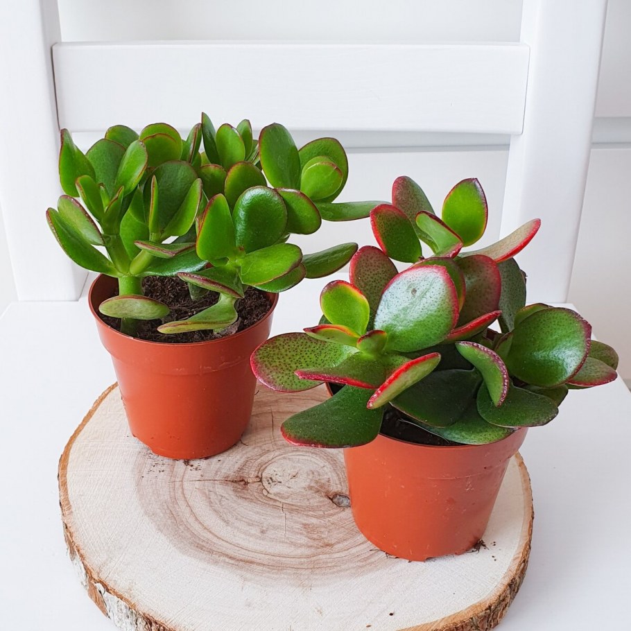 Крассула Хоттентот