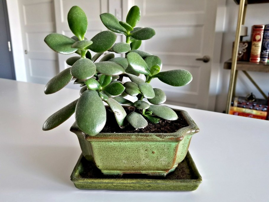 Крассула Альба x Рупестрис