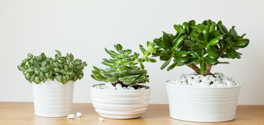 Крассула бонсай