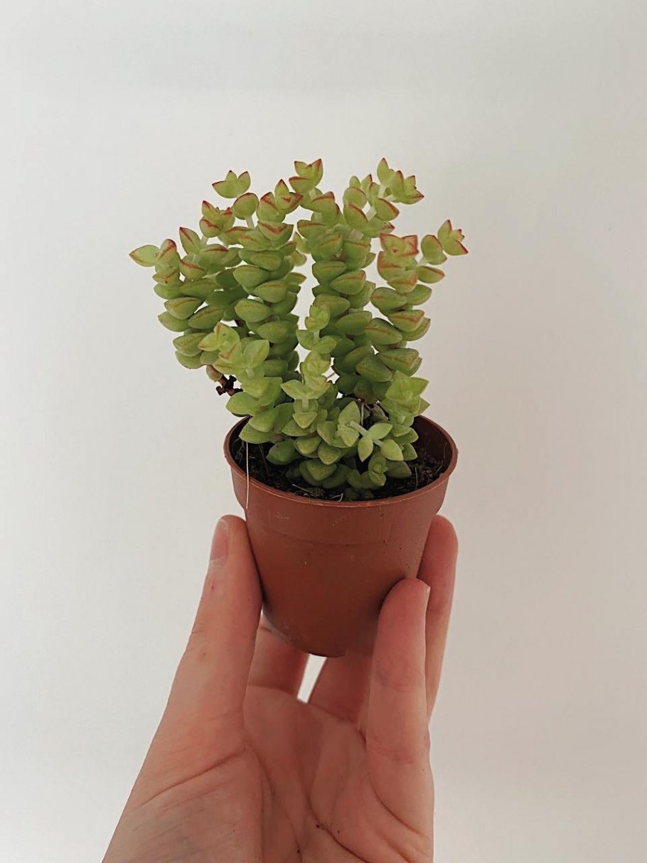 Толстянка денежное дерево