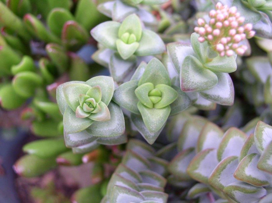 Цветок толстянка