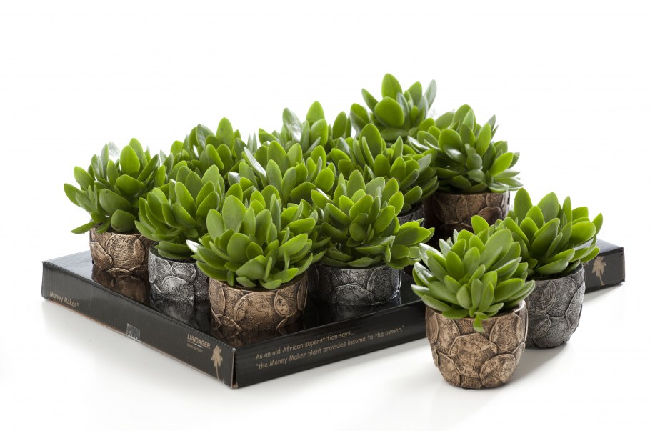 Толстянка в интерьере