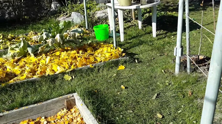 Высаживаем рассаду бархатцев в открытый грунт