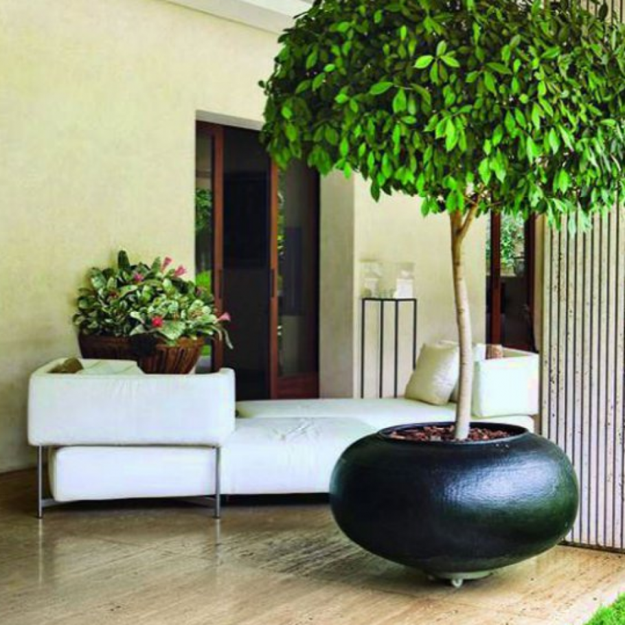 Фикус каучуконосный большой