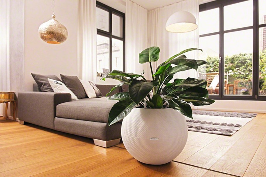 Фикус в интерьере гостиной