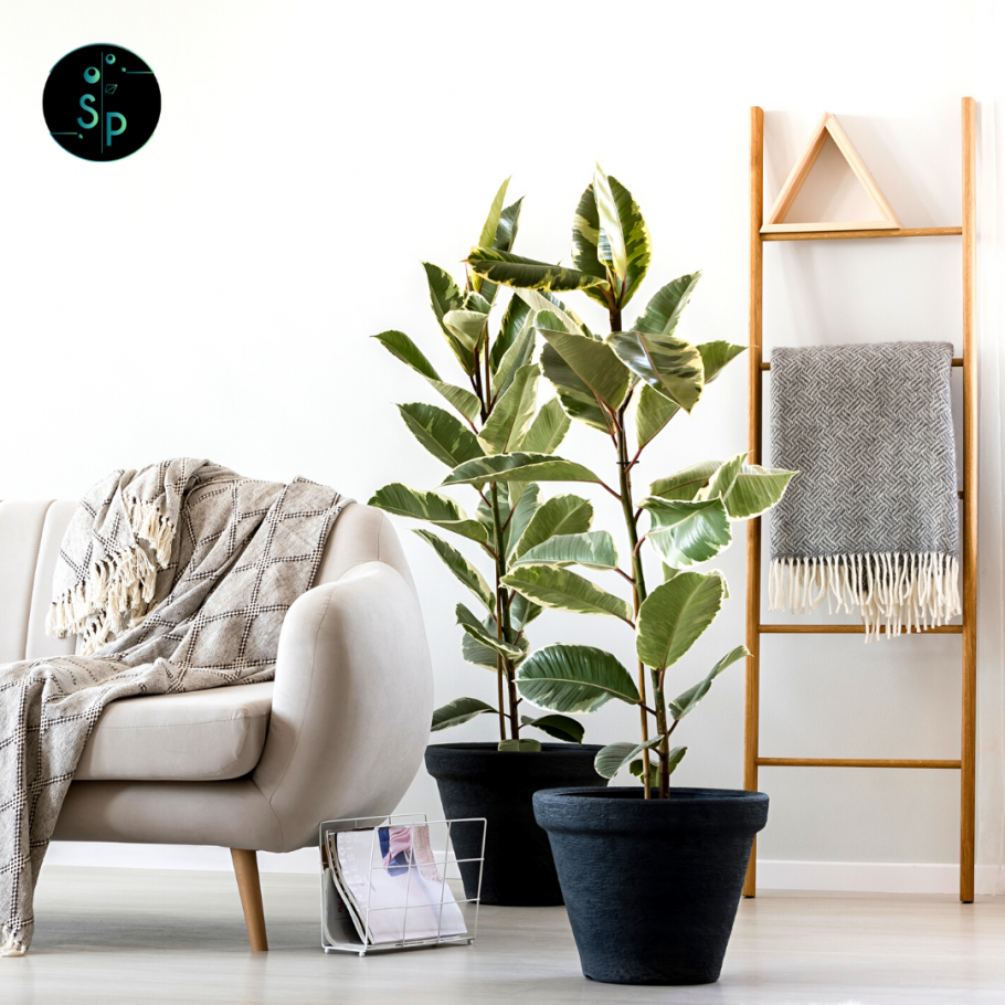 Фикус микрокарпа бонсай