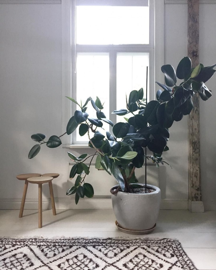 Фикус лировидный лирата