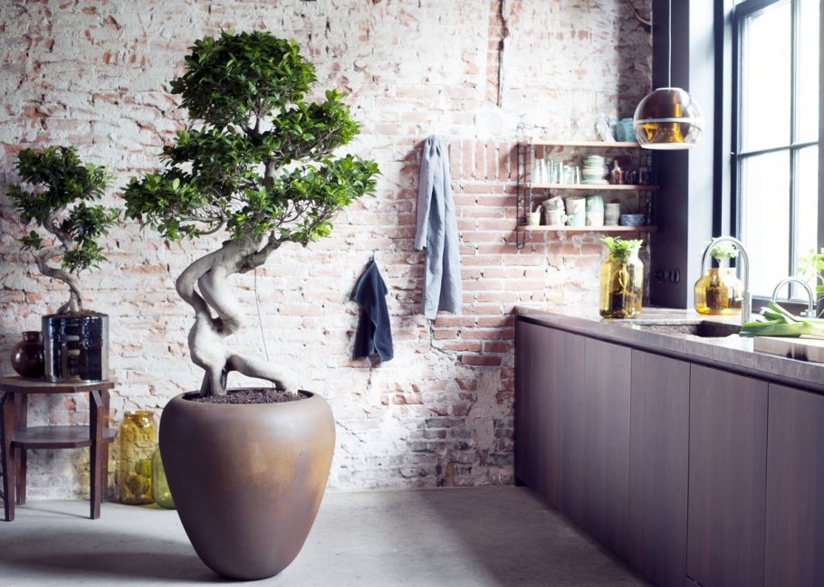 Фикус Гинсенг в интерьере