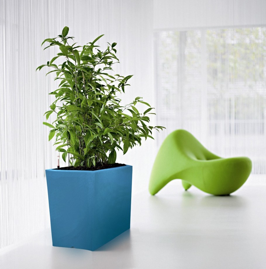 Растения в интерьере