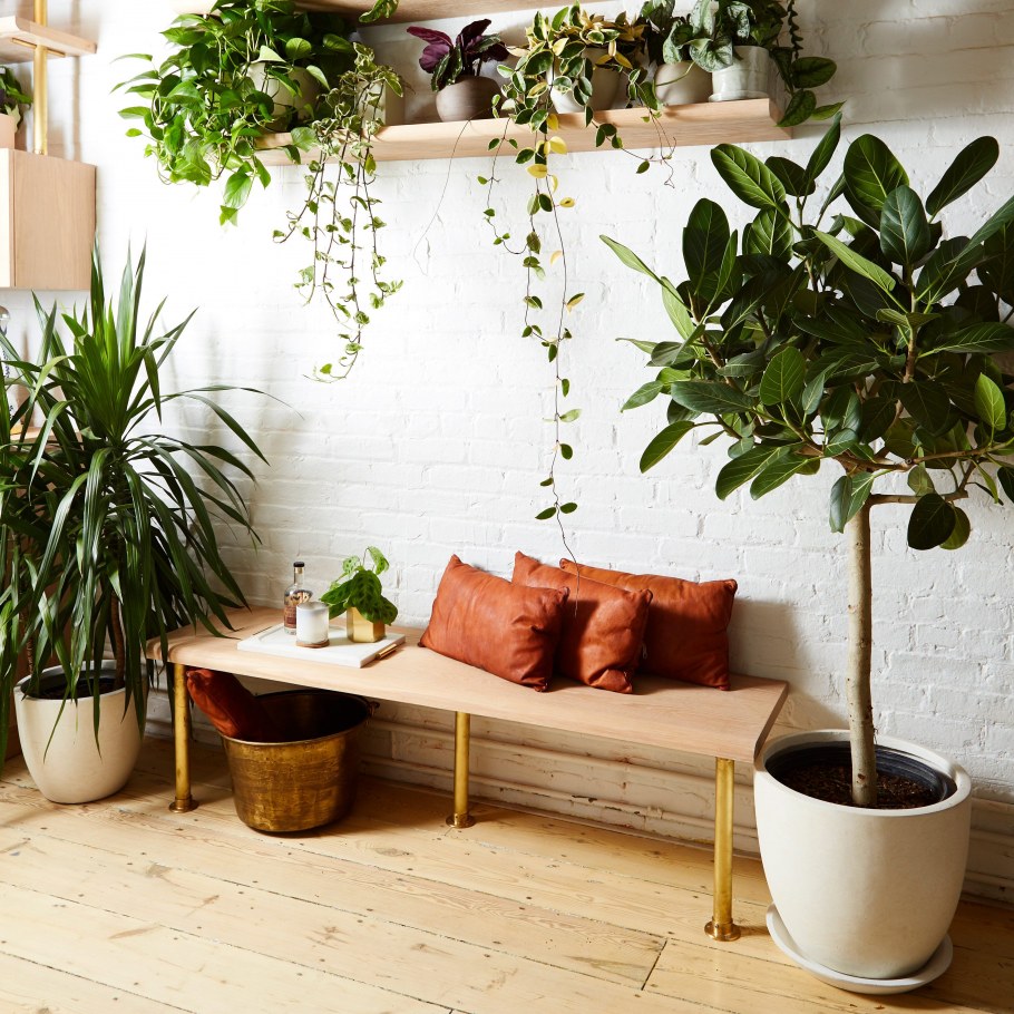 Фикус Бенджамина Lechuza