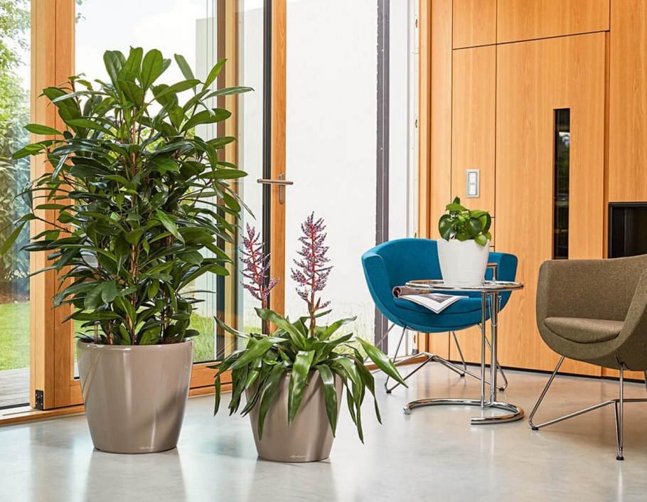 Фикус каучуконосный