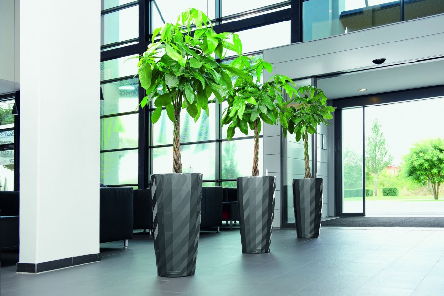 Фикус эластика Белиз цветение