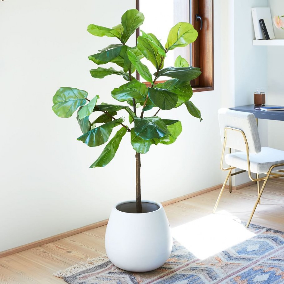 Фикус Fiddle Leaf Fig