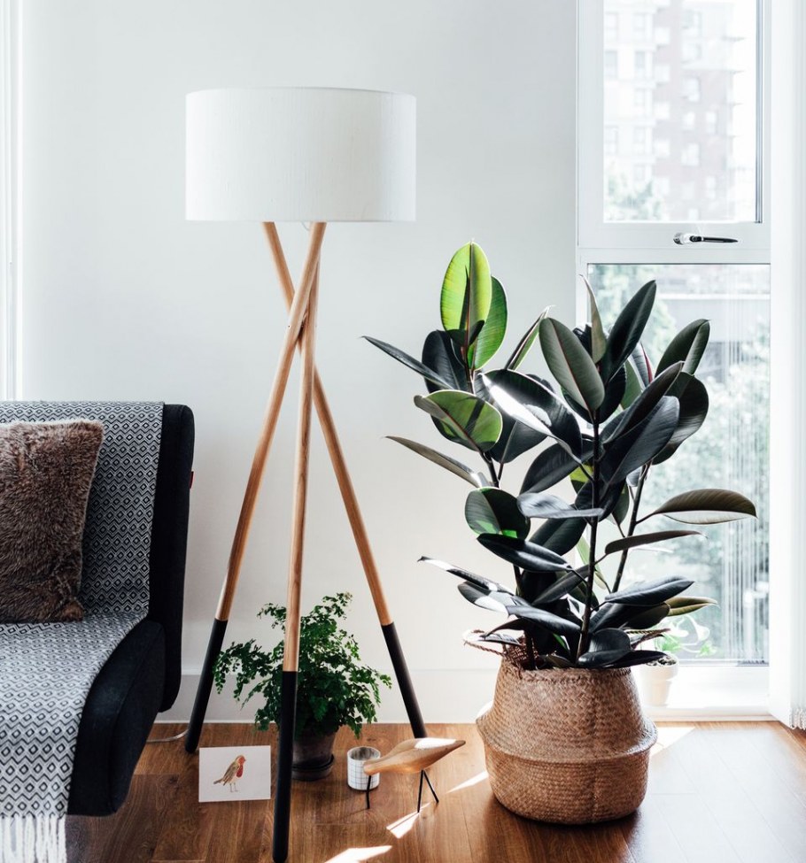 Фикус каучуконосный в большом горшке