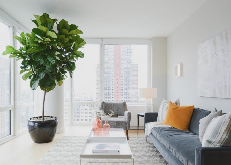 Фикус эластика Робуста, d-12