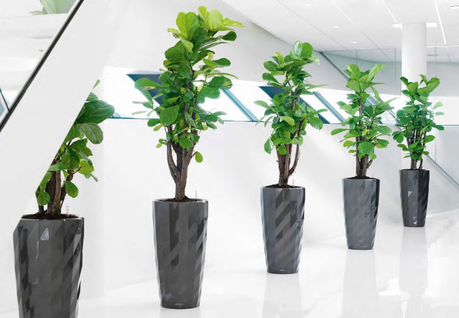 Фикус Бенджамина в кадке