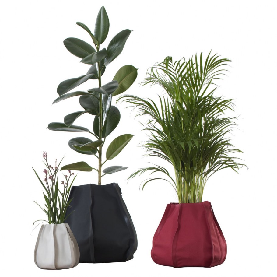 Фикус Бенджамина Рой