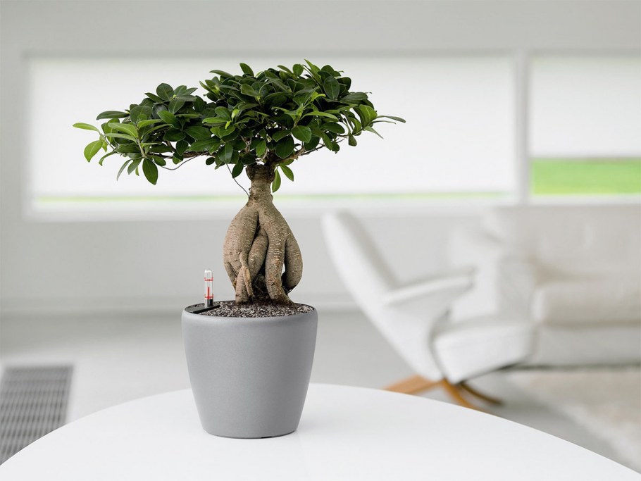 Фикус микрокарпа в интерьере