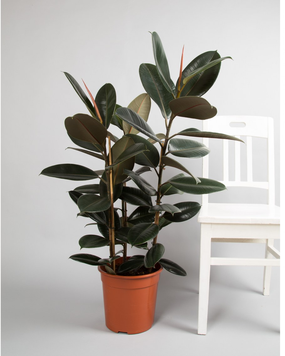 Лечуза Рондо