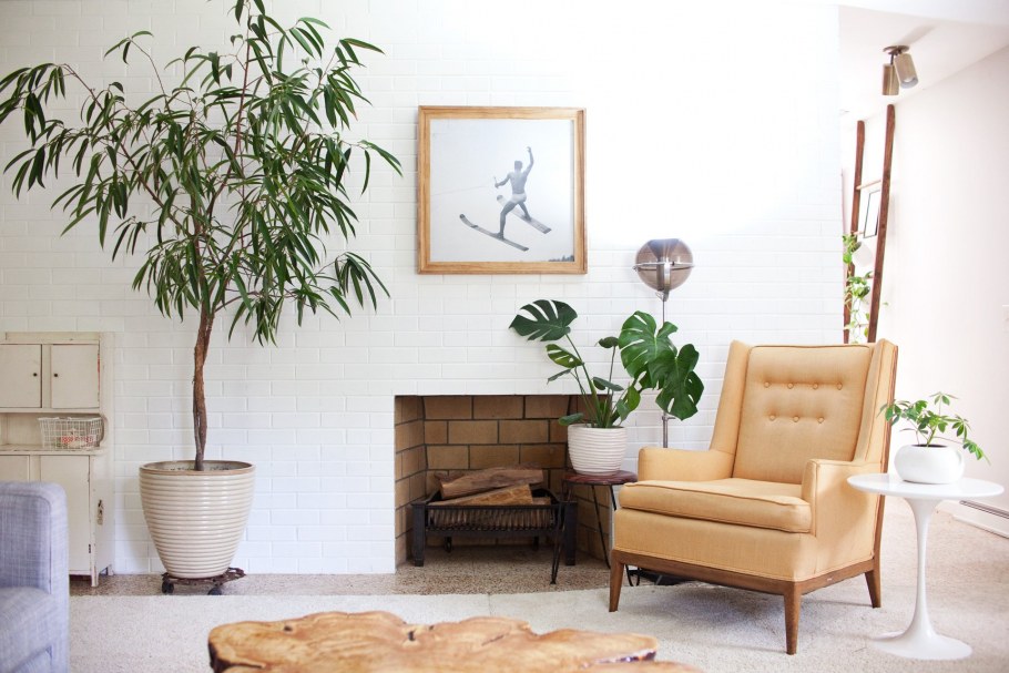 Фикус Бенджамина в квартире