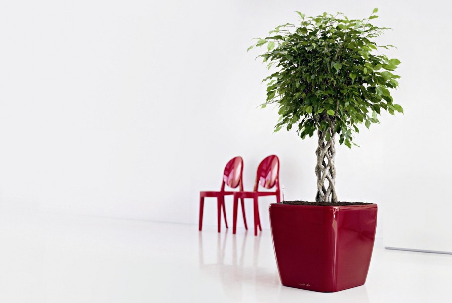 Фикус Fiddle Leaf Fig