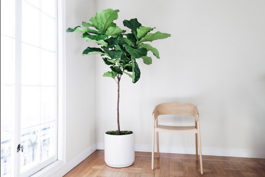 Фикус лирата в интерьере дизайнера