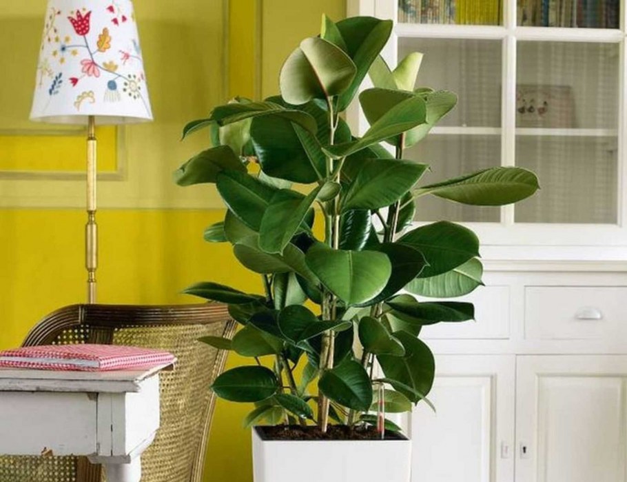 Фикус Бенджамина в интерьере