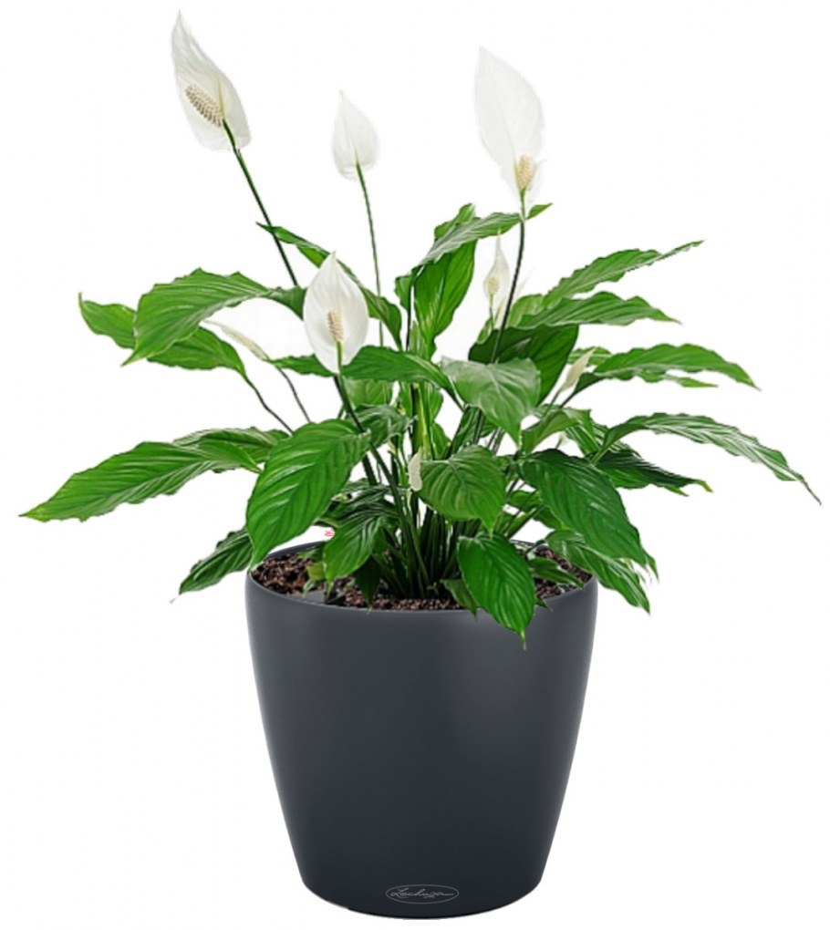 Спатифиллум Уоллиса (Spathiphyllum wallisii)