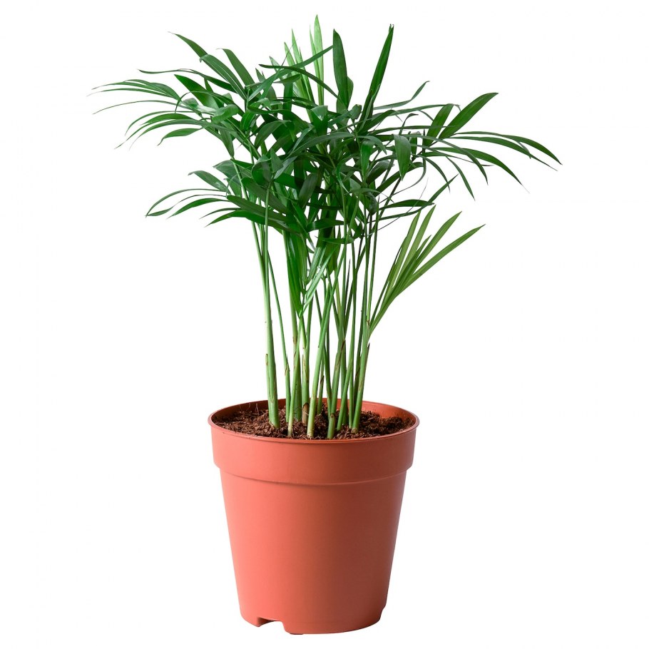 Хамедорея elegans d9 h30