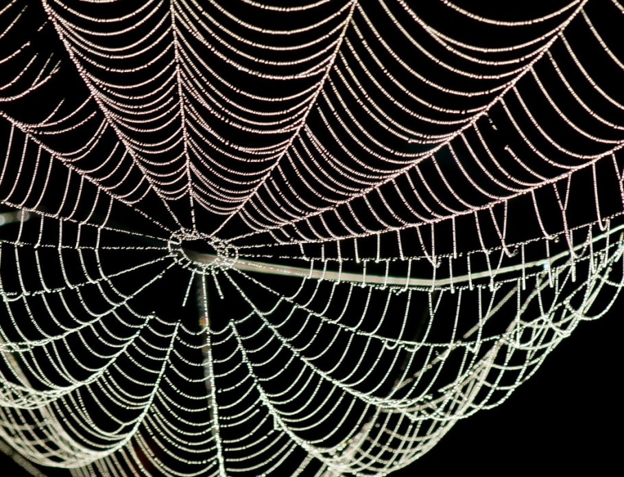 Пауки фон