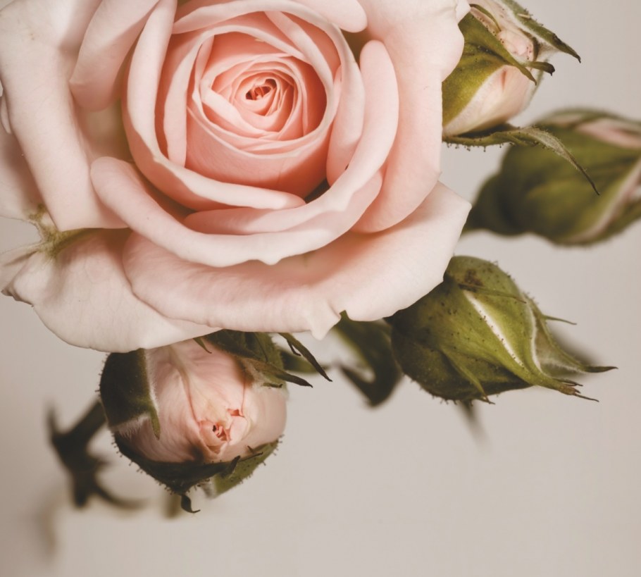 Спальня роза белая