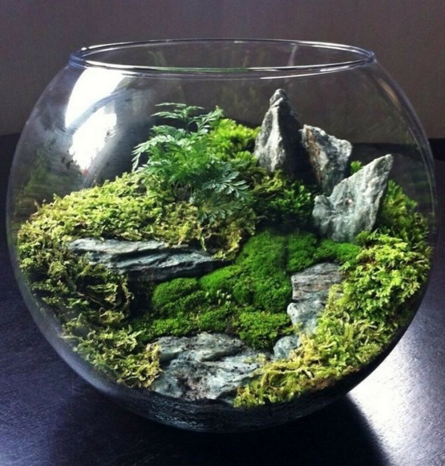 Terrarium Moss террариумный мох