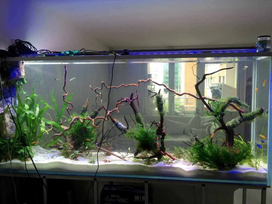 Аквариумы с разными организмами