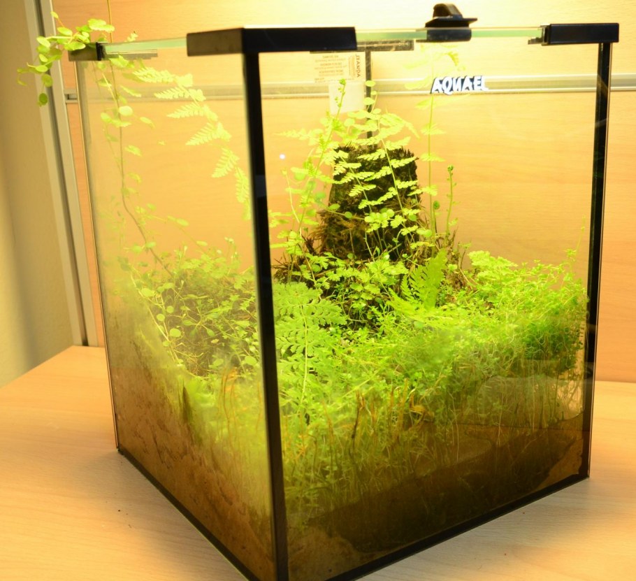 Псевдоморе с петушком