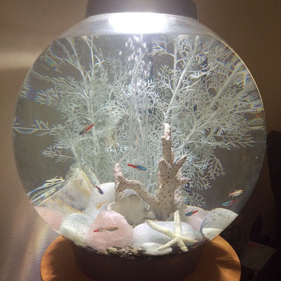 Сухой аквариум в интерьере квартиры