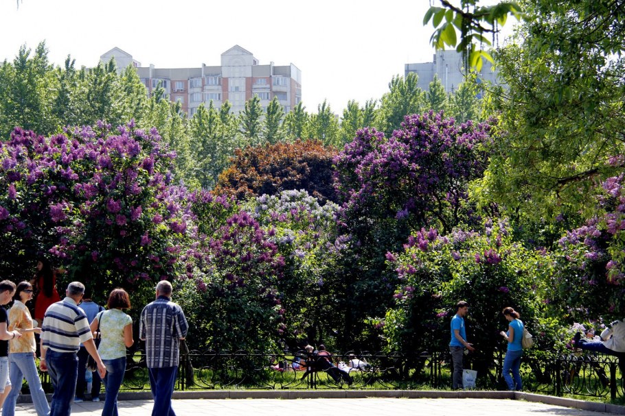 Сиреневый сад в Измайлово