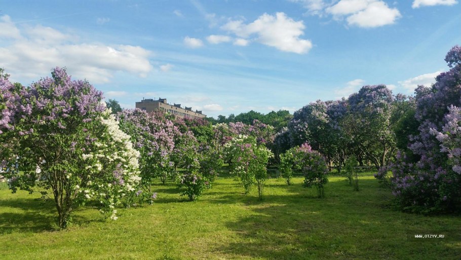 Сад сирени в Москве