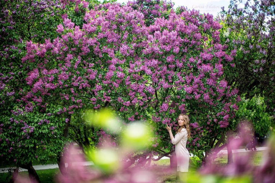 Старый сиреневый сад Колесникова Сокол