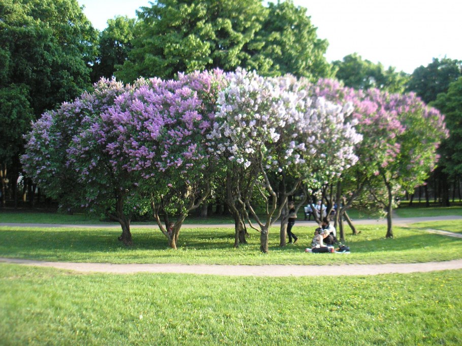 Парк сирени в Москве