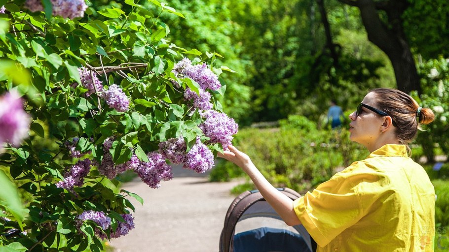 Сиреневый парк в Москве