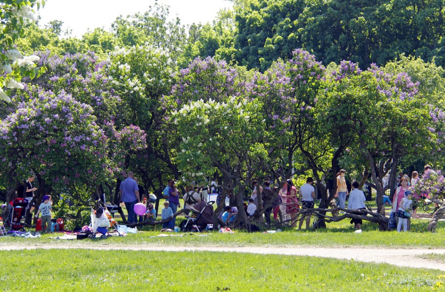 Сирень парк Сокольники