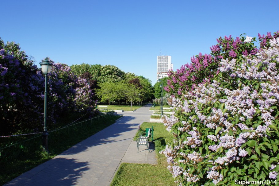 Парк сиреневый сад