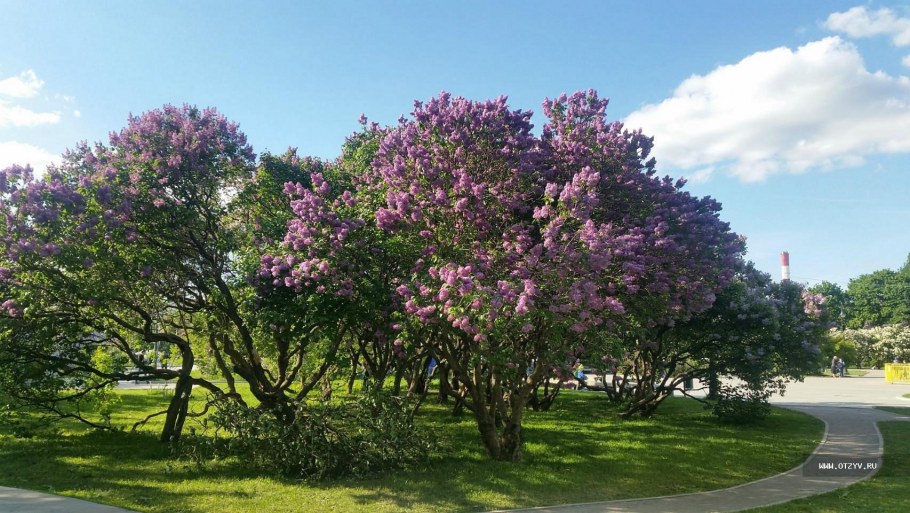 Парк сиреневый сад Москва