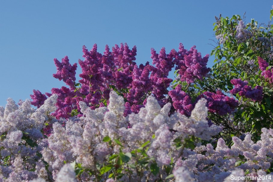 Сад в фиолетовом цвете