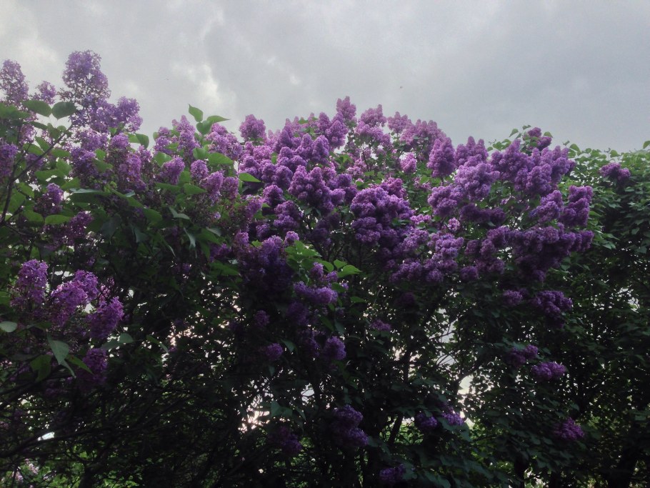 Сиреневый бульвар парк Москва