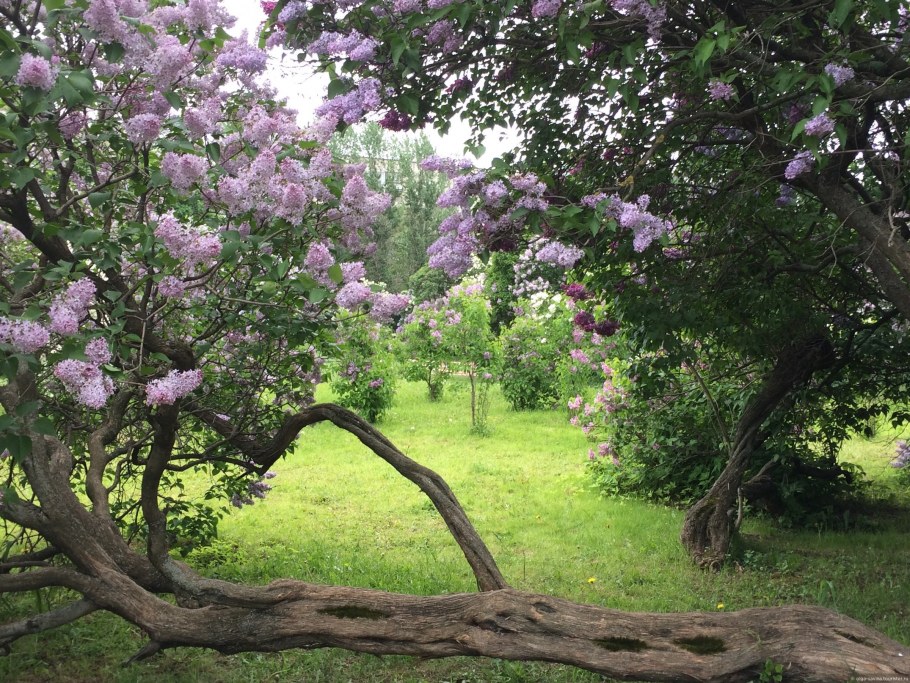 Сирень венгерская Савватеевых