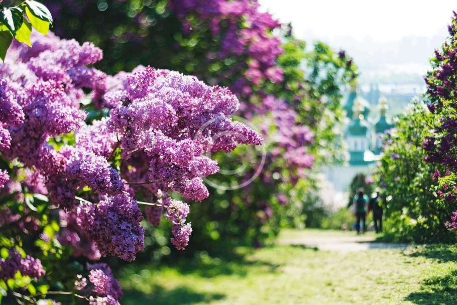 Сиреневый сад МГУ В Москве