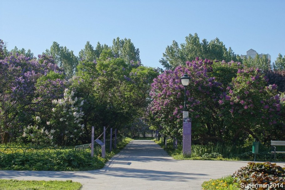 Арка из сирени